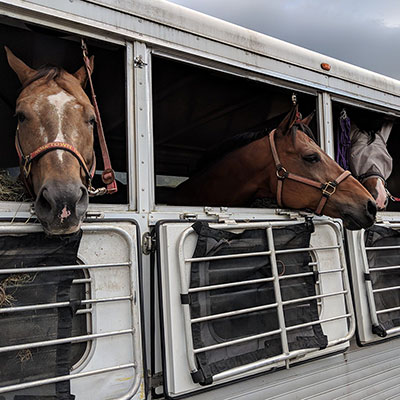 Deerfield Farm Show Horses