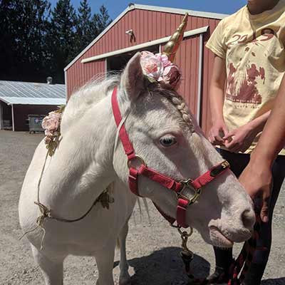 Snow The Unicorn Pony