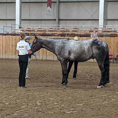 Deerfield Equestrian Team  Showing Idaho Summer Classic