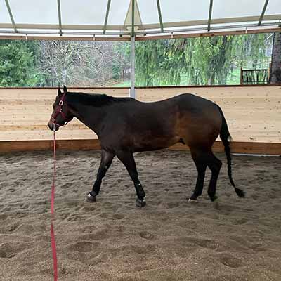 Horse walking in covered round-pen