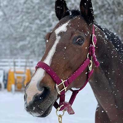 Deerfield Farm lesson horse Dusty