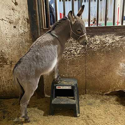 Deerfield Farm mini donkey Fiona