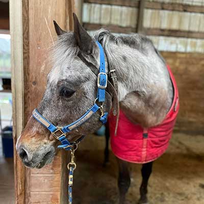 Deerfield Farm lesson horse Harley