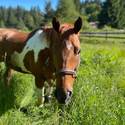 Deerfield Farm Lesson Horse JD